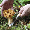 Person holding a morel mushroom and a mushroom knife in a forest setting