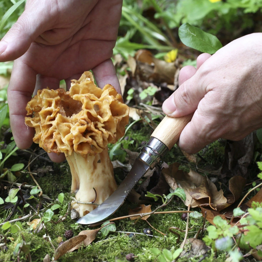 Person holding a morel mushroom and a mushroom knife in a forest setting